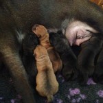 Shar Pei Puppies