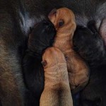 Shar Pei Puppies
