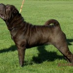 Gucci Shar Pei
