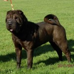 Gucci Shar Pei