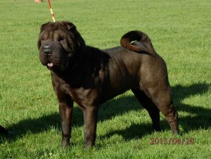 Gucci Shar Pei