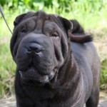 Gucci Shar Pei