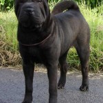 Gucci Shar Pei