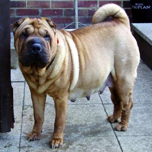 Inchi expecting Shar Pei Puppies soon!