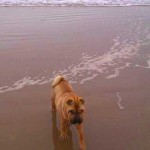 Tippi on the beach