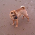 Tippi
