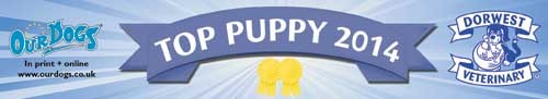 Our Dogs Top Shar Pei Puppy 2014
