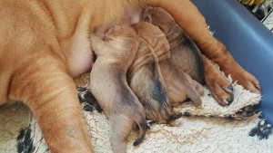 Shar Pei Puppies