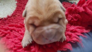 Shar Pei Puppies