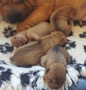 Shar Pei Puppies