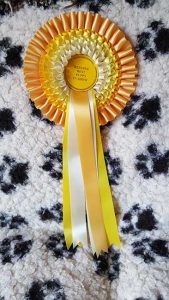 Res-Best-Puppy-In-Show